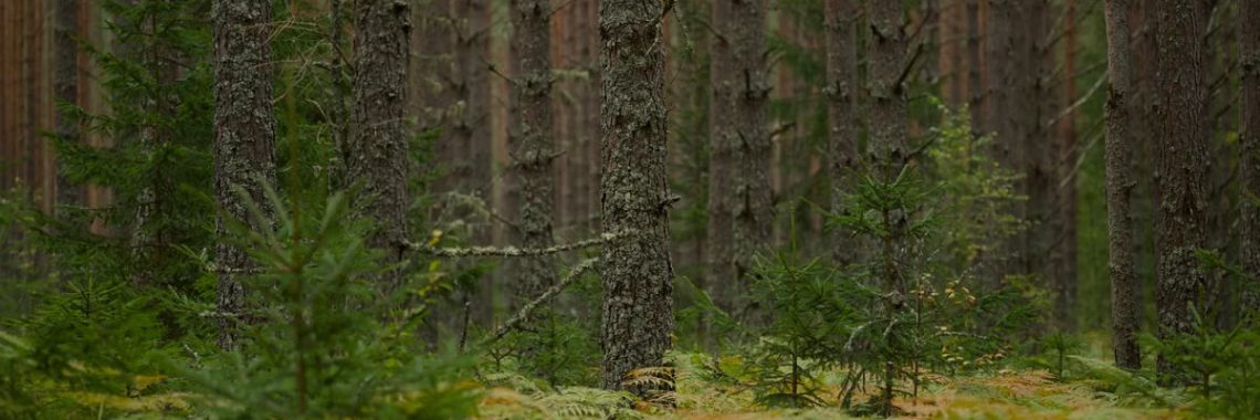 Serene boreal forest with dense conifer trees creating a lush woodland atmosphere.